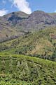 Munnar Scenery link